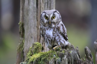 Roughfoot owl (Aegolius funereus), groufoot owl, adult, perch, tree trunk, alert, in winter,