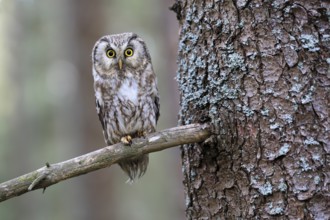 Roughfoot owl (Aegolius funereus), groufoot owl, adult, on tree, alert, in winter, Bohemian Forest,