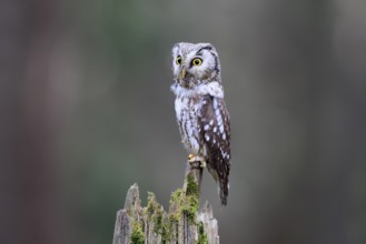 Roughfoot owl (Aegolius funereus), groufoot owl, adult, perch, alert, in winter, Bohemian Forest,