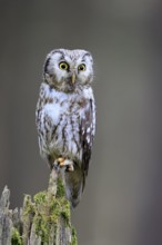 Roughfoot owl (Aegolius funereus), groufoot owl, adult, perch, alert, in winter, Bohemian Forest,