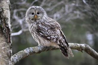 Hawk owl (Strix uralensis), adult, in winter, on tree, Bohemian Forest, Czech Republic, Europe,