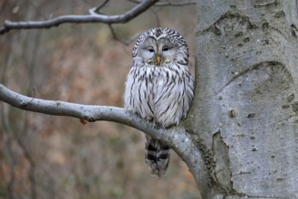 Hawk owl (Strix uralensis), adult, in winter, on tree, on tree trunk, Bohemian Forest, Czech