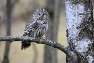 Hawk owl (Strix uralensis), adult, in winter, on branch, alert, Bohemian Forest, Czech Republic,