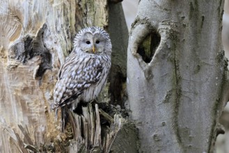 Hawk owl (Strix uralensis), adult, in winter, on tree trunk, Bohemian Forest, Czech Republic,