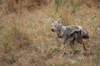 Side-striped jackal (Canis adustus), Kruger Nationalpark, South Africa