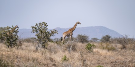 Cape giraffe (Giraffa giraffa giraffa), African savanna, Kruger National Park, South Africa