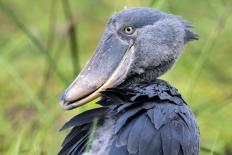 Shoebill (Balaeniceps rex) in the swamps of Mabamba, Lake Victoria, Uganda