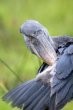Animal portrait, shoebeak (Balaeniceps rex) in the swamps of Mabamba, Lake Victoria, Uganda