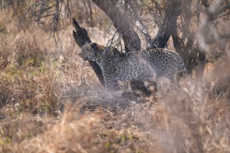 Leopard (Panthera pardus), female in dry grass, adult, Kruger National Park, South Africa