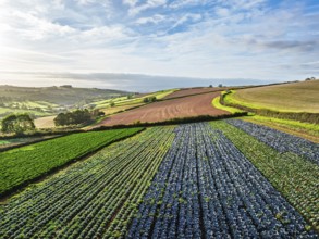 Fields and Farms at evening sun from a drone, Shaldon, Torquay, Devon, England, United Kingdom