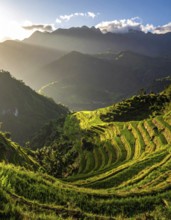 Early morning light bathes Philippines rice terraces cascading down mountain slopes, beautiful