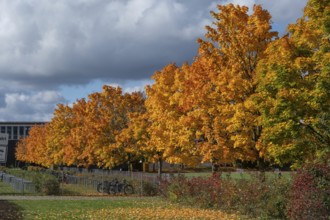 Ahornallee (Acer) in autumn colors on the school grounds of the Eckental Gymnasium, Mittelfranen,