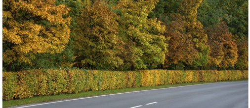 Hedge and trees in autumn colors on a state road 2240, Lauf an der Pegnitz, Middle Franconia,