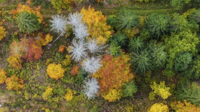 Autumn forest in the Black Forest. Drone photo of trees in colorful autumn leaves and conifers,