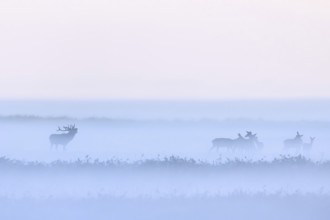 Red deer stag herding herd of hinds in morning mist along the Baltic Sea, Western Pomerania Lagoon