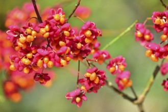 Common spindle bush (Euonymus europaeus), also European or common Pfaffenhütchen, Bavaria, Germany