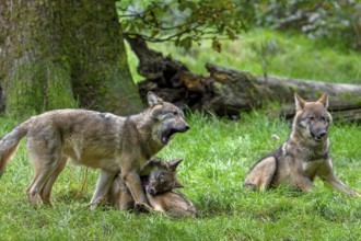 Wolf pack of Eurasian wolves, European grey wolves (Canis lupus lupus) with 5 months old pups play