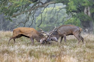 Two rutting red deer (Cervus elaphus) stags fighting by locking antlers during fierce mating battle