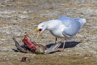 Glaucous gull (Larus hyperboreus hyperboreus) adult in summer plumage scavenging on dead common