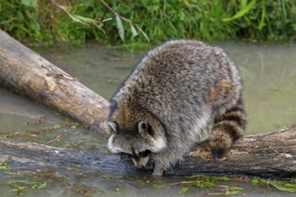 Common raccoon, North American racoon (Procyon lotor) washing food in water of pond, invasive