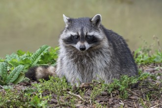Common raccoon, North American racoon (Procyon lotor) foraging along river bank, invasive species