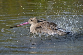 Black-tailed godwit (Limosa limosa) in non-breeding plumage bathing in water of pond, lake in