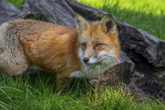 Red fox (Vulpes vulpes) hunting in grassland, meadow at edge of forest
