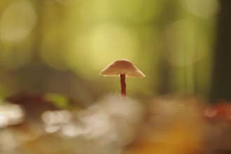 Autumn time in the forest, October, Pilz, Germany