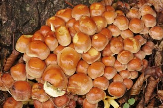 Autumn time in the forest, October, mushrooms, Germany