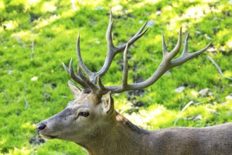 Red deer (Cervus elaphus) captive Germany