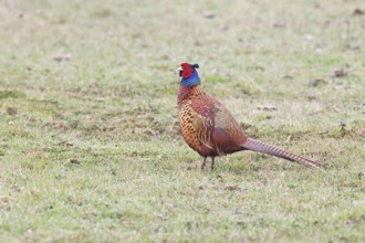 Pheasant, hunting pheasant (Phasianus colchicus), adult male bird in a meadow, wildlife, lembruch,