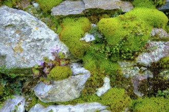 Moss-covered wall, cemetery wall, parish church of St. Johannes der Täufer, Weissbriach, Gitschtal,
