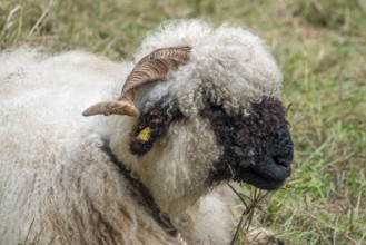Walliser Schwarznasenschaf, Oberstdorf, Oberallgäu, Allgäu, Bavaria, Germany