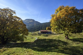Autumn-colored sycamore tree, in the back Berggasthof Hochleite, near Schwand, Stillachtal,