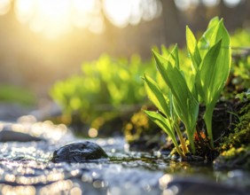Beautiful spring detailed stream of fresh water, vibrant blooming young green plants, wallpaper