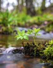Beautiful spring detailed stream of fresh water, vibrant blooming young green plants, wallpaper