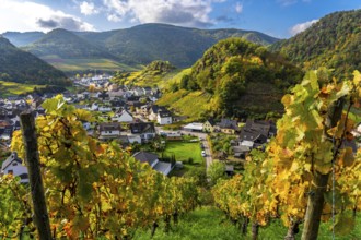 Vineyards in autumn in the middle Ahr Valley, near Mayschoß, Rhineland-Palatinate