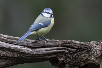 Blue tit (Parus caerulea), Emsland, Lower Saxony, Germany