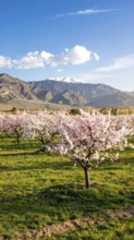 Landscape with a blooming apricot tree, idilyc spring nature, green grass and mountains in