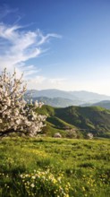Landscape with a blooming apricot tree, idilyc spring nature, green grass and mountains in