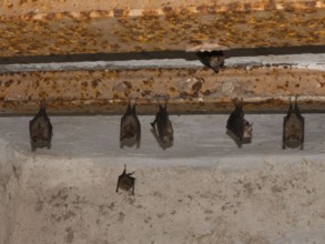 Small horseshoe nose (Rhinolophus hipposideros) hanging from the ceiling in the cellar, Thuringia,