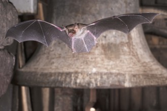 Big mouse ear (Myotis myotis), bat flying in front of church bell, Thuringia, Germany