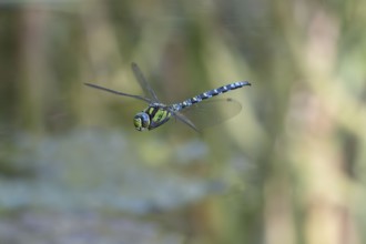 Blue-green mosaic maiden (Aeshna cyanea), dragonfly in flight, North Rhine-Westphalia, Germany