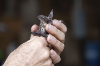 Brown long-eared (Plecotus auritus) is released after ringing, Brandenburg, Germany