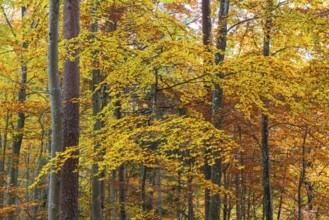 Beech forest (Fagus) in autumn colors, beech plants (Fagaceae), autumn, Leibertingen, Upper Danube