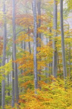 Beech forest (Fagus) in autumn colors, beech plants (Fagaceae), fog, autumn, Leibertingen, Upper