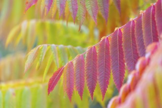 Vinegar tree (Rhus typhina) in autumn colors, autumn, Krauchenwies, Upper Danube nature park Park,