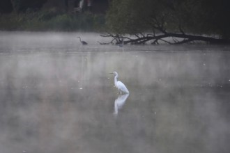 Morning in autumn at a lake with morning fog, Great Egret, Germany