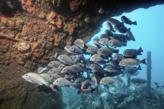 Swarm of young bicolor sweet lip, giant sweet lip, (Plectorhinchus albovittatus) seeking shelter in