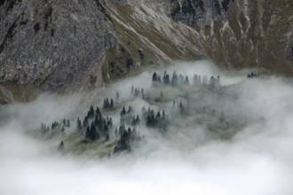 Ridge with conifers sticking out of fog, Allgäu Alps, near Oberstdorf, Oberallgäu, Allgäu, Bavaria,